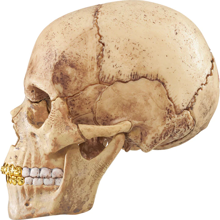 SUPREME 4D MODEL HUMAN SKULL – Trade Point_HK SUPREME 4D MODEL HUMAN SKULL – Trade Point_HK