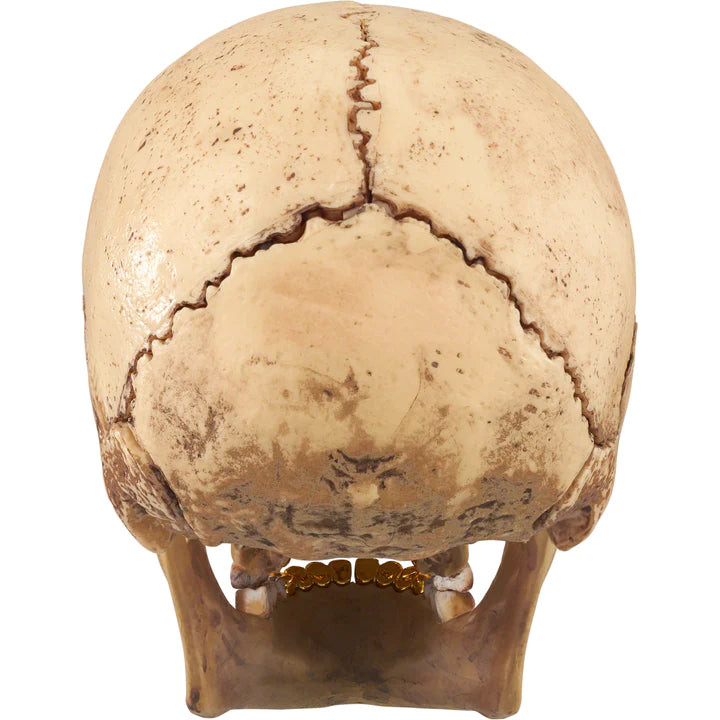 Supreme 4D Model Human Skull シュプリーム 4D Model Human Supreme 4D Model Human Skull シュプリーム 4D Model Human